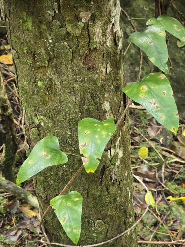 Stephania japonica iNat (1)