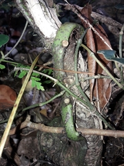 Microsorum latilobatum