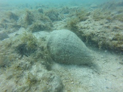 Titanostrombus galeatus