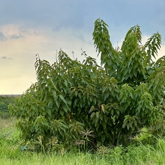 Ipomoea intrapilosa, photograph (c) Roberto Daniel Avila, some rights reserved (CC BY)