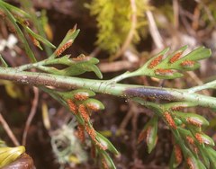 Asplenium appendiculatum