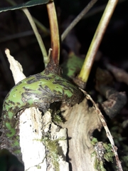 Microsorum latilobatum