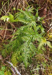 Asplenium appendiculatum