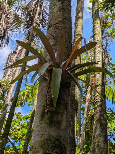 Werauhia sanguinolenta, 2025-08-05
