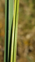 Carex nudata