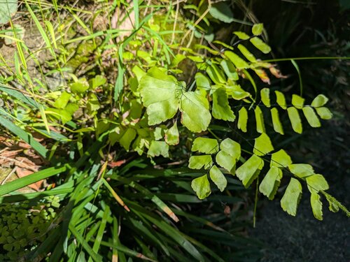Adiantum trapeziforme observed 2025-08-05