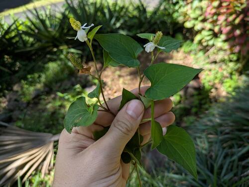 Houttuynia cordata observed 2025-08-05