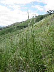 Austrostipa stuposa