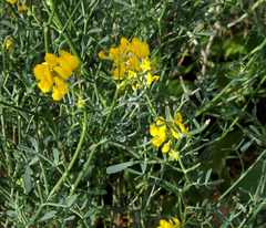 Coronilla