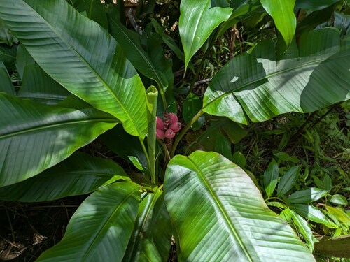 Musa velutina observed 2025-08-05