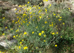 Coronilla