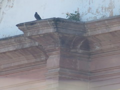 Columba livia domestica