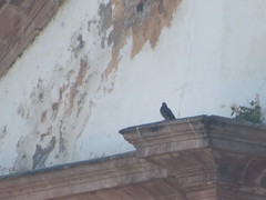 Columba livia domestica