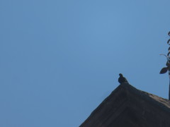 Columba livia domestica