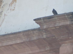 Columba livia domestica