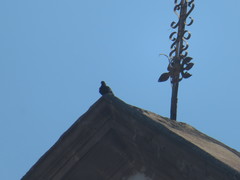 Columba livia domestica