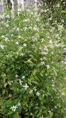 Clematis chinensis