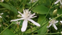 Clematis chinensis