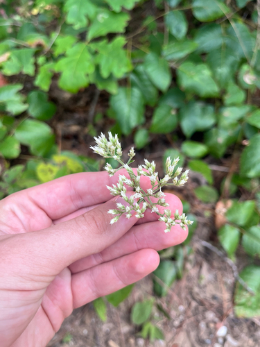 Fernald’s Eupatorium (Eupatorium fernaldii)