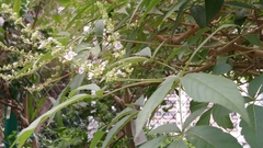 Vitex negundo cannabifolia