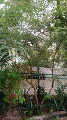 Vitex negundo cannabifolia