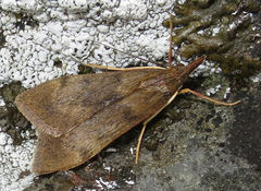 Uresiphita polygonalis