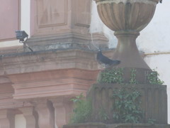 Columba livia domestica