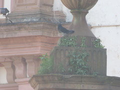 Columba livia domestica