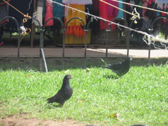 Columba livia domestica