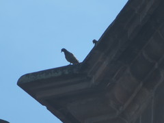 Columba livia domestica