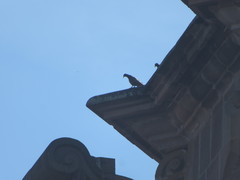 Columba livia domestica