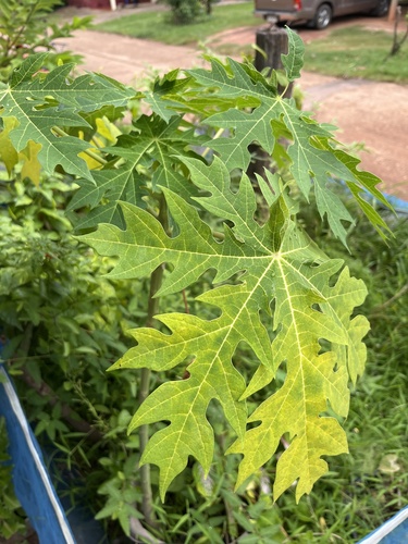 Papaya