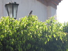 Passer domesticus