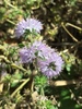 Pennyroyal - Photo (c) sailingsandi, some rights reserved (CC BY-NC)