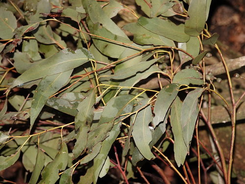 Image of Eucalyptus delegatensis by (c) Jacqui Geux, some rights reserved (CC BY)