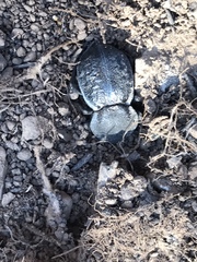 Microschatia inaequalis