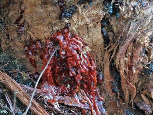 Image of Eucalyptus delegatensis by (c) Jacqui Geux, some rights reserved (CC BY)