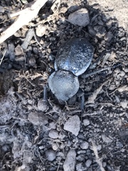 Microschatia inaequalis