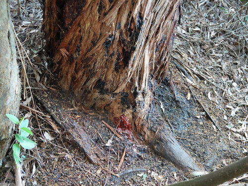 Image of Eucalyptus delegatensis by (c) Jacqui Geux, some rights reserved (CC BY)