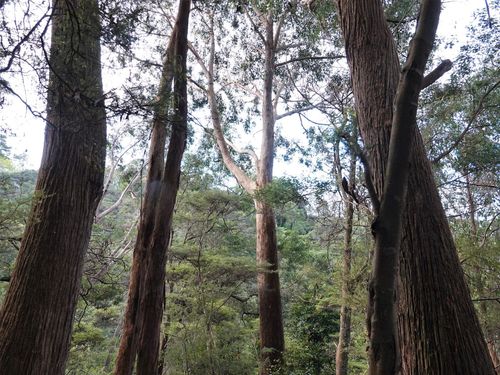 Image of Eucalyptus delegatensis by (c) Jacqui Geux, some rights reserved (CC BY)