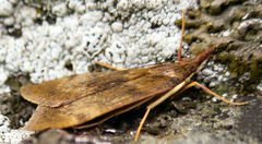 Uresiphita polygonalis