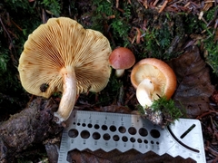 Pyrrhulomyces astragalinus