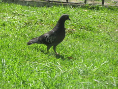 Columba livia domestica