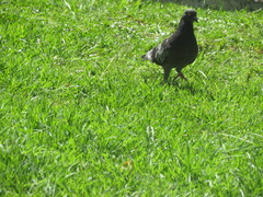 Columba livia domestica