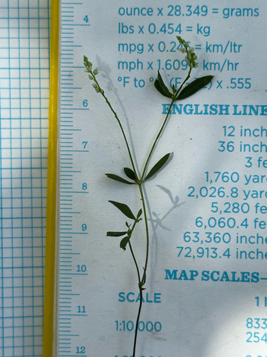 Polygala verticillata iNat (3)