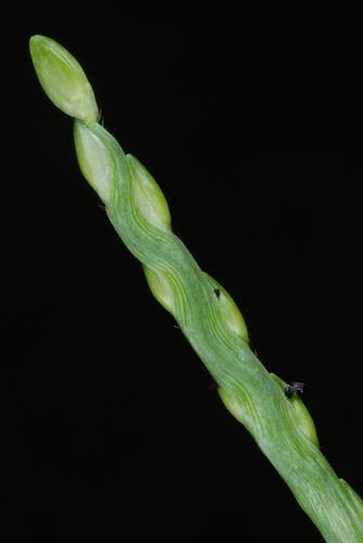 Image of Urochloa platyphylla by (c) Douglas Goldman, some rights reserved (CC BY-SA)