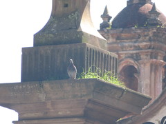 Columba livia domestica