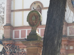 Columba livia domestica