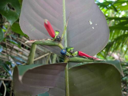 Heliconia metallica observed 2025-08-07