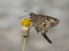 Thorybes dorantes calafia